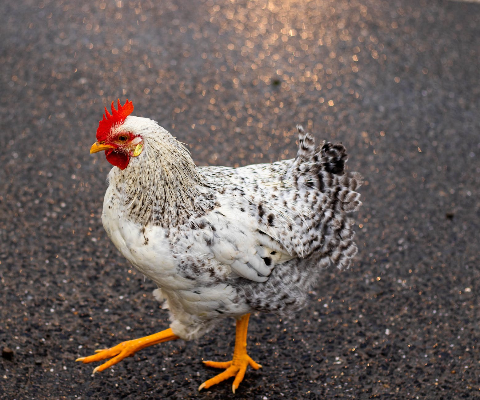 close up photo of white and black chicken on tarmac