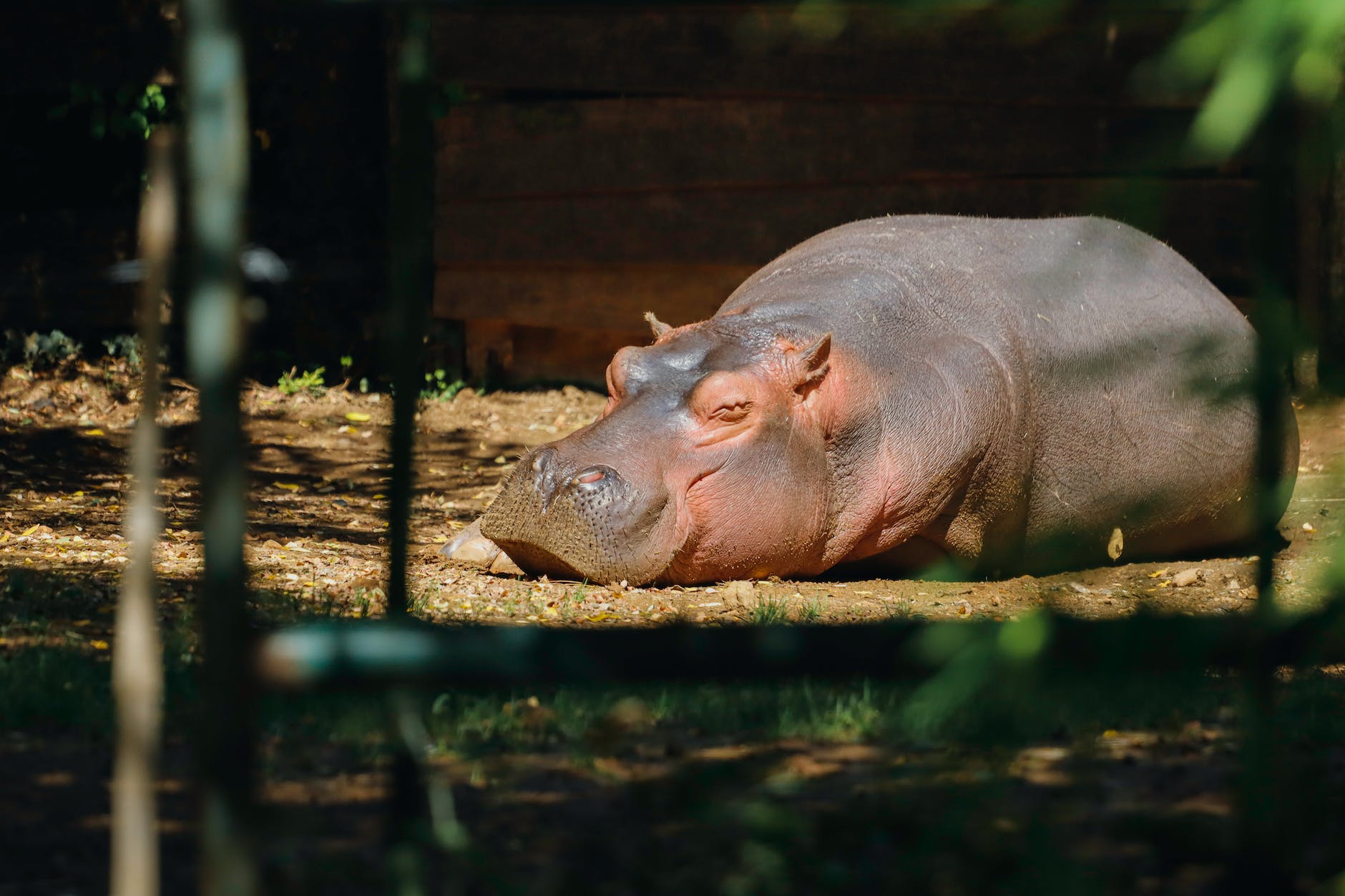 hippopotamus lying on ground in park