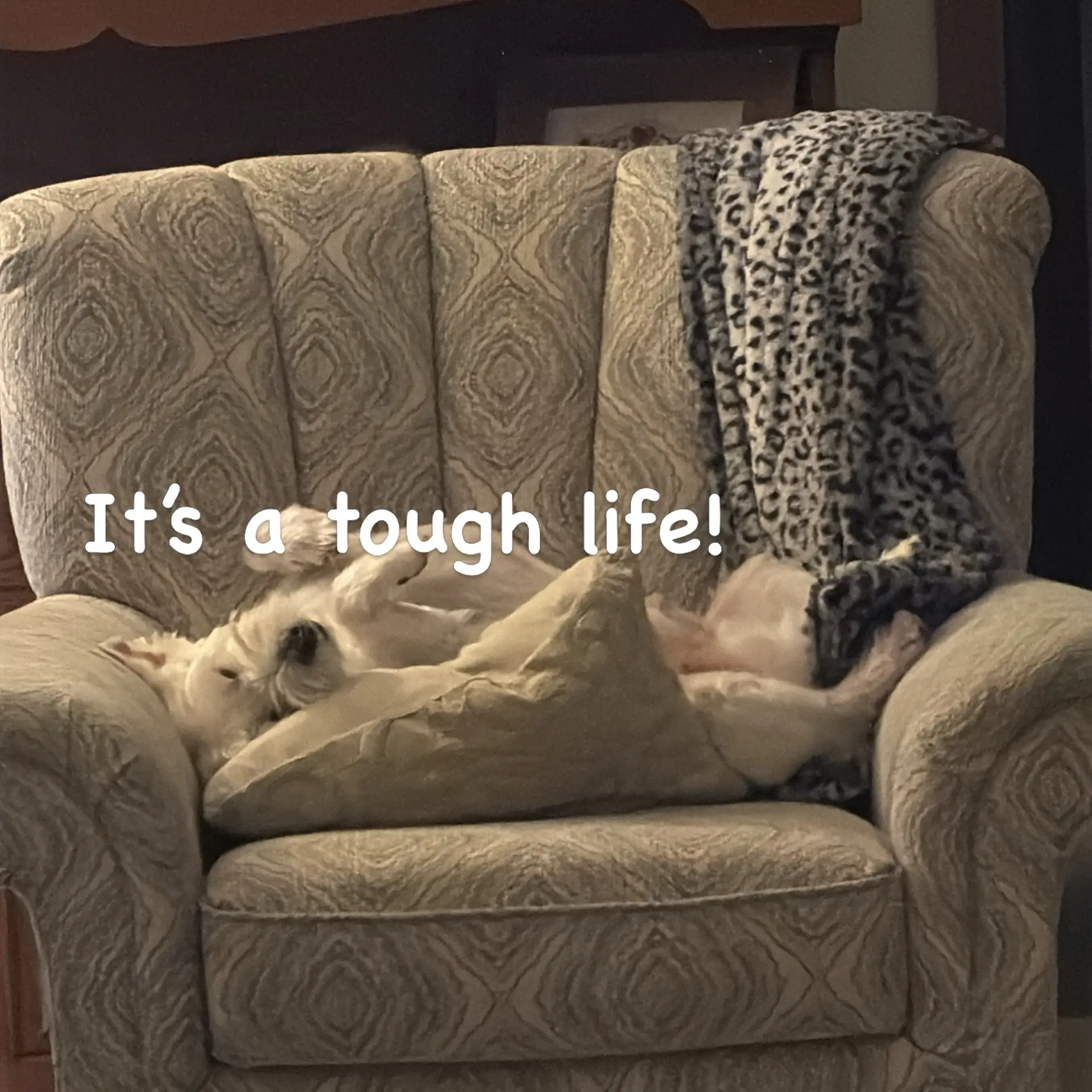 It’s a tough life for this poor old dog. Jack finds a place to relax just about anywhere. #WestiesOfInstagram #itsadogslife
