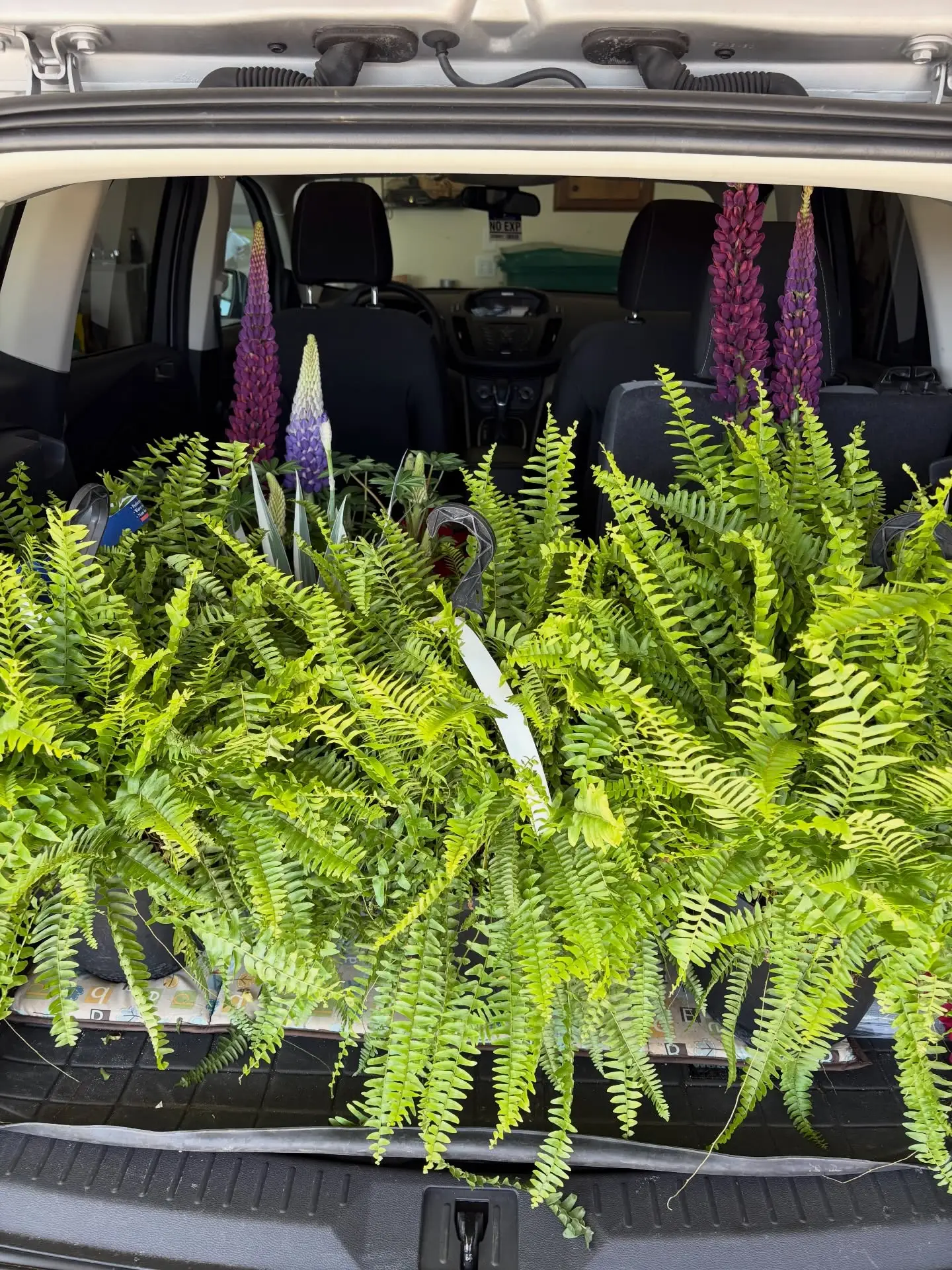 Ahhhh…time to plant!  Let’s hope the bunnies don’t like the flowers as much as I do! #timetoplant #bostonferns #lotsofflowers