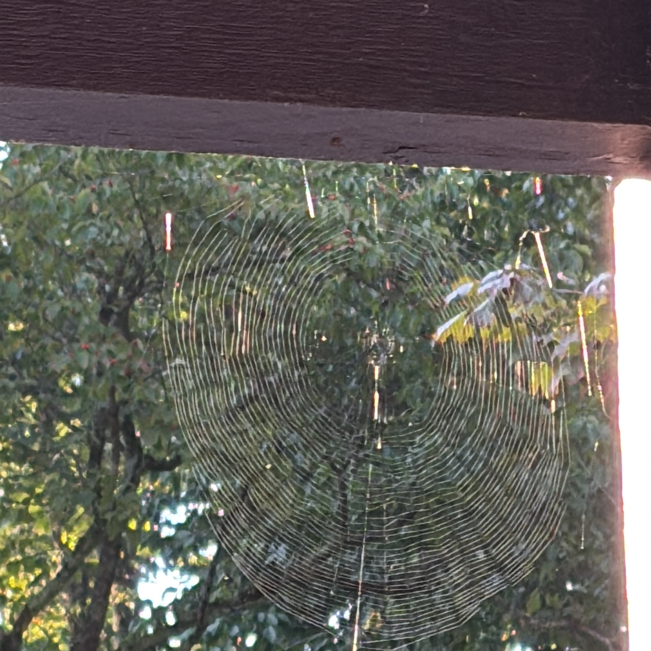 It’s a beautiful day in the spiderhood! #spiderwebs #splendorinthewebs #sundayscelebration
